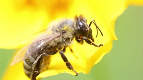Close-up of a bee on a yellow flower. can't fly Stock Footage 290885205