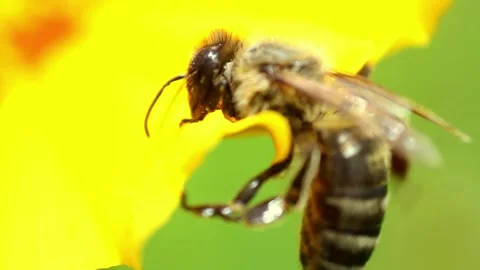 Close-up of a bee on a yellow flower. can't fly Stock Footage 290885212
