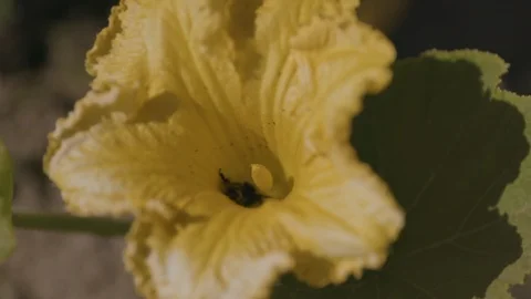Close up of bee in a yellow flower. Video stock 127652293