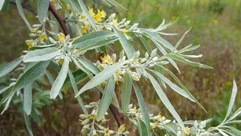 Close up of a bee on yellow flower on a tree. Bee picking pollen Video stock 137164450