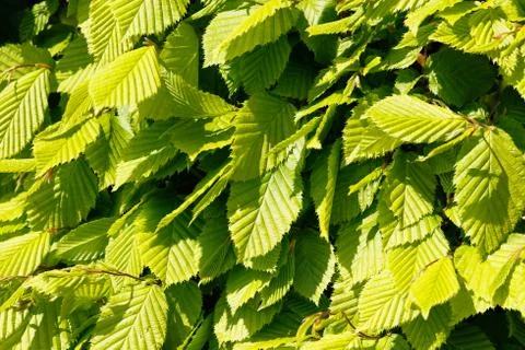 Close-up of beech leaves Stock Photos