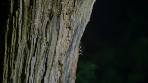 Close-Up Beech Marten on Tree Trunk, Drenthe Forest Habitat Stock Footage 321442836