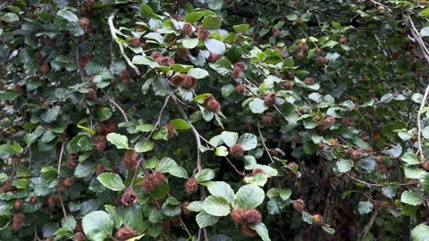 Close Up of Beech Nuts Growing on a European Beech Tree. Stock Footage 345675854