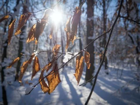 Close up of beech snow covered twig Stock Photos