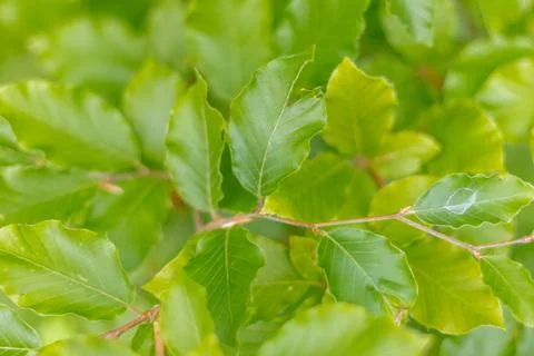 Close-up of beech tree branches with fresh green leaves, captured with soft f Foto stock