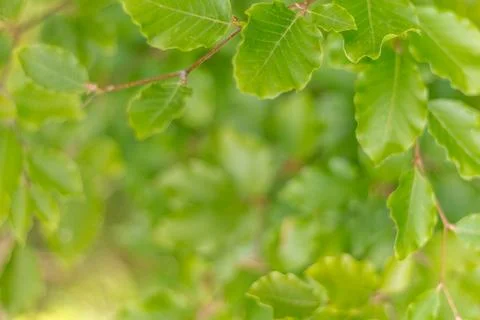 Close-up of beech tree branches with fresh green leaves, captured with soft f Stock Photos