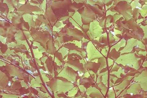 Close-up of beech tree branches with leaves in warm brown and red hues, set a Stock Photos