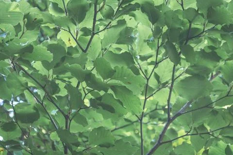 Close-up of beech tree branches with vibrant green leaves, set against a soft Stock Photos