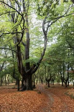 Close-up of a beech tree in the foreground on a forest path in autumn Stock Photos