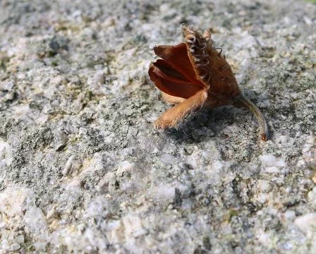 Close up of a beech tree nut.Botanical name Fagus. Stock Photos