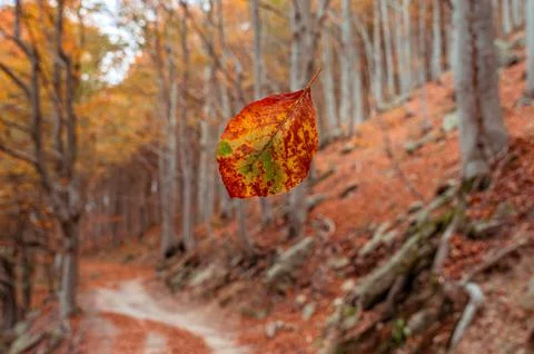 Close up of a beech tree red leaf in autumn at Colle del Melogno, Italy. Stock Photos