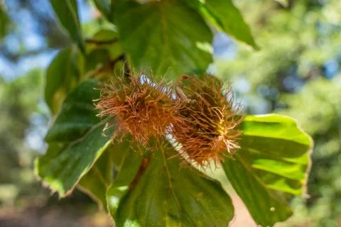 Close-Up of Beech Tree Spiky Seed Husks and Green Leaves in Sunlit Forest Stock Photos
