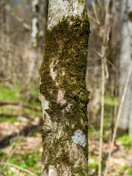 Close up of a beech tree trunk covered in green moss and lichen Fotos de archivo