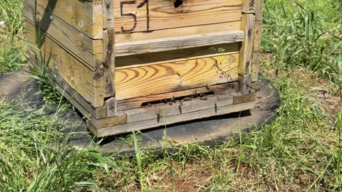 A close-up of a beehive at an apiary. Stock Footage 335352169