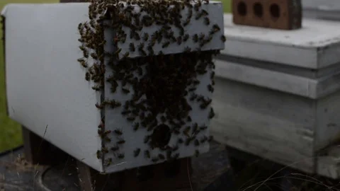 Close-up of a Beehive Stock Footage 108339398