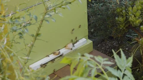 Close up of beehive in a garden 4K Stock Footage 167812390