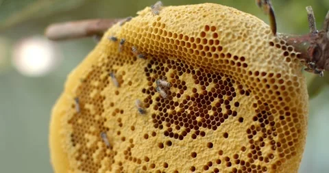 Close up beehive has been invaded by humans, leaving its hive with larvae. Stock Footage 252269289