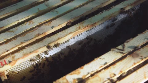 A close-up of a beehive from the inside. Bees inside the hive run around the Video stock 326354735