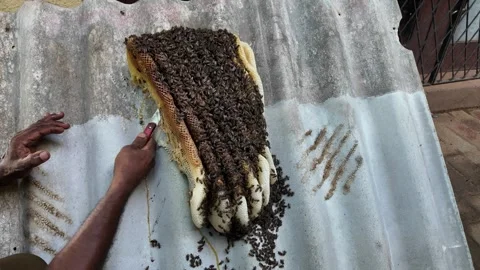 Close-Up of a Beekeeper Cutting a Massive Natural Honeycomb Stock Footage 344029570