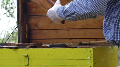 Close up of a beekeeper hands working with beehives Stock-Footage 68660089