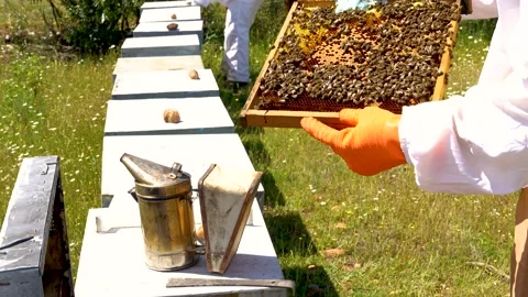 Close-up of a beekeeper with his protective suit observing his honeycombs for Stockbeeldmateriaal 215040724