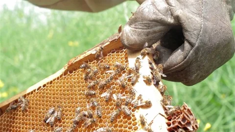 Close up of beekeeper holding a honeycomb Stock Footage 75936659
