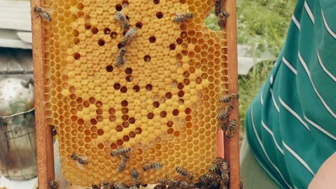 Close up of beekeeper holding honeycomb frame with bees and inspecting it Stock Footage 201247793
