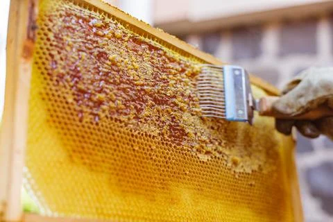 Close Up of Beekeeper Using Uncapping Fork to Remove Wax from Full Honeycom.. Stock Photos