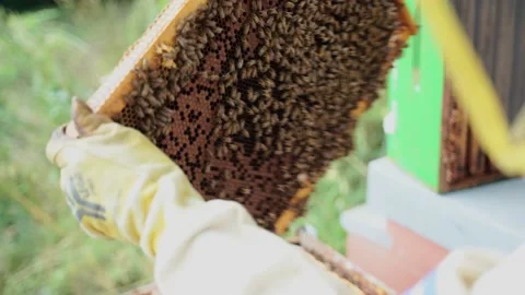 Close up of a Beekeeper Working and Inspecting Hive Vidéo 155592074