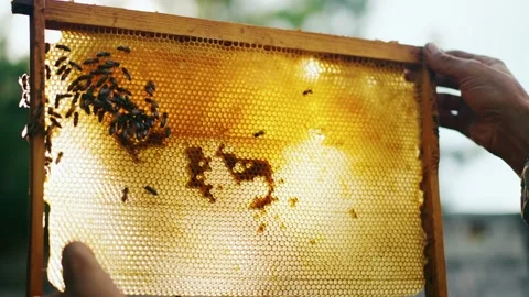 Close-up of the beekeeper's hands that hold the beehive frame. Stock Footage 224302728
