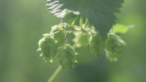 Close Up of Beer Hops Growing on Farm Stock Footage 269409787