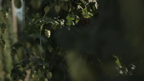 Close up of beer hops on the vine Video stock 116838264