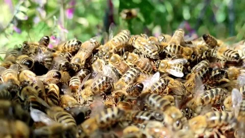 Close-Up of Bees After Hive Lid Removal Video stock 310059649