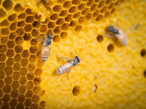 Close up bees (Apis florea) work on honeycomb Stock Photos