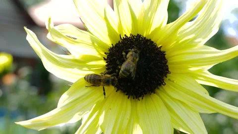 Close up of bees (Apis mellifera) pollinate sunflower at sunset Stock Footage 138797245