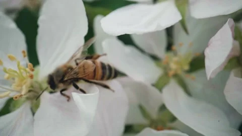 Close up of bees at an apple orchard Stock Footage 307958289