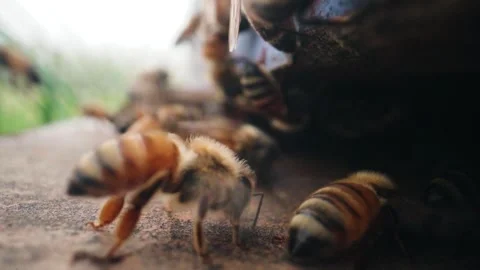 Close up of bees at an apple orchard Stock Footage 307958613