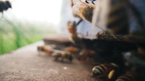 Close up of bees at an apple orchard Stock Footage 307958742