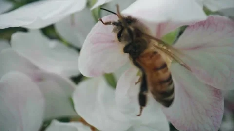 Close up of bees at an apple orchard Stock Footage 307958744