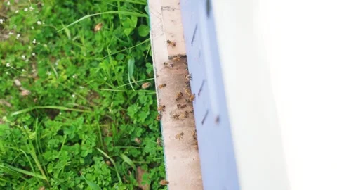 Close up of bees at an apple orchard Stock Footage 307958788