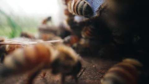 Close up of bees at an apple orchard Stock Footage 307958855