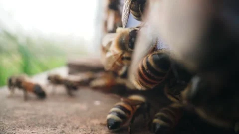 Close up of bees at an apple orchard Stock Footage 307958993