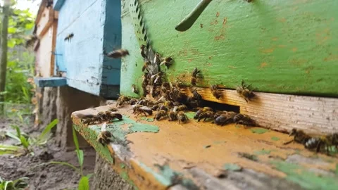Close up of bees at the beehive entry during a sunny day Stock Footage 152548967