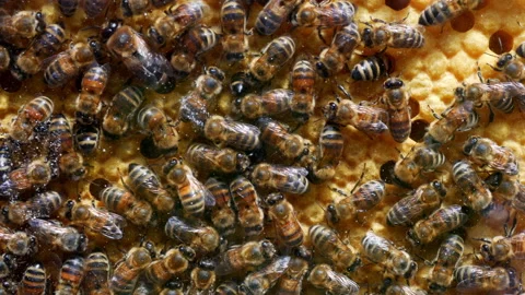 Close up of bees in beehive at work 4k video Stock-Footage 157551686