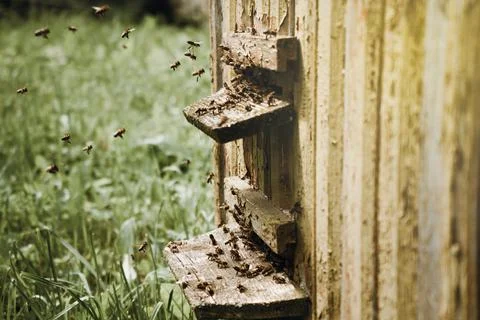 Close-up bees, beekeeping, bees in flight, wooden beehive and bees Stock-Fotos