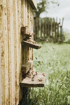 Close-up bees, beekeeping, bees in flight, wooden beehive and bees Stock Photos