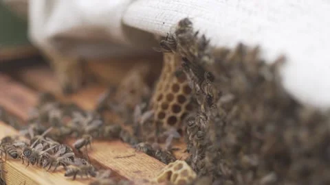 Close-Up Of The Bees. The bees work for honey Stock Footage
