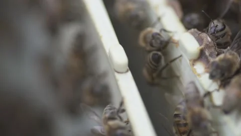 Close-Up Of The Bees. The bees work for honey 库存影片 145257215
