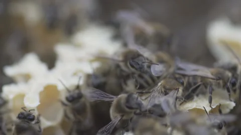 Close-Up Of The Bees. The bees work for honey 库存影片 145742031