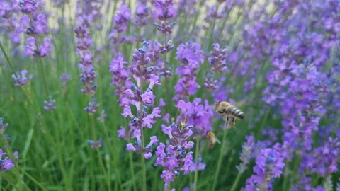 Close-up of bees on blooming lavender. Stock Footage 311645695